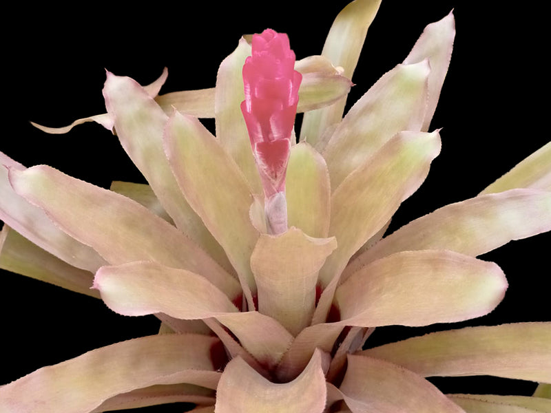 Quesnelia quesneliana