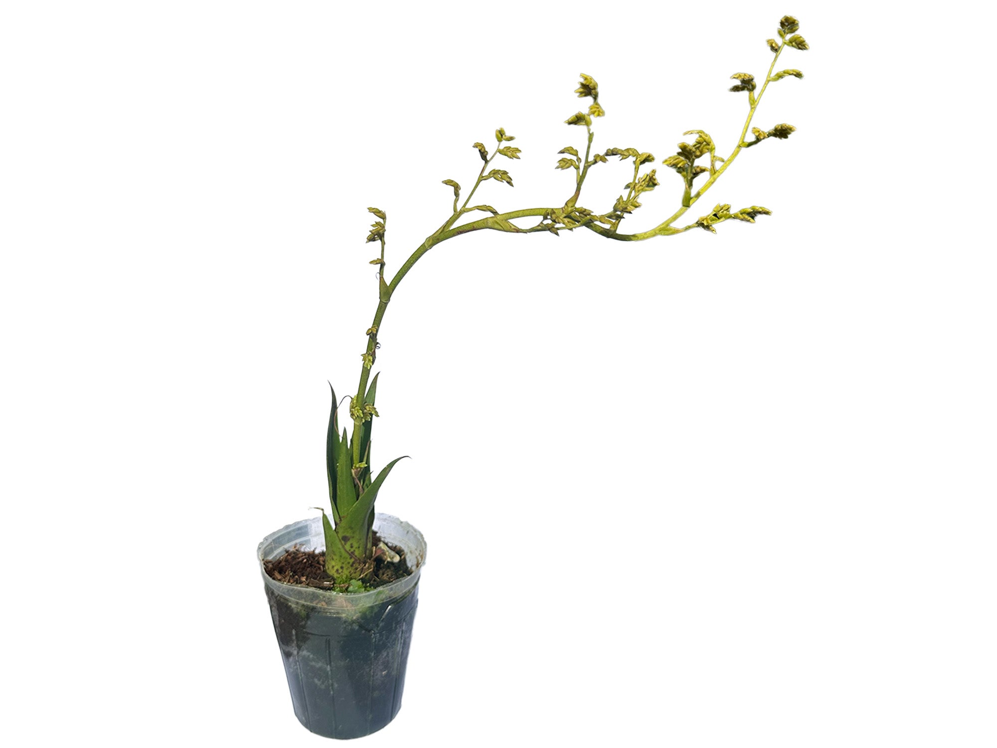 Racinaea condorensis cf