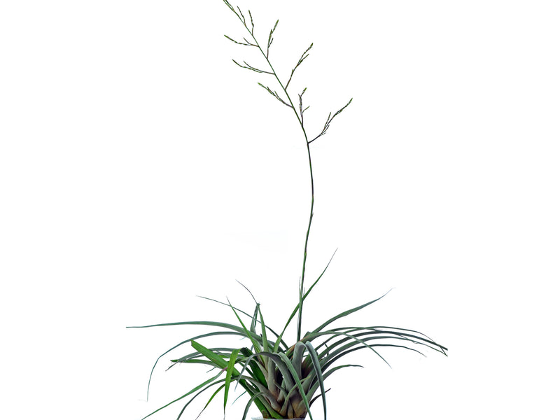 Racinaea pugiformis