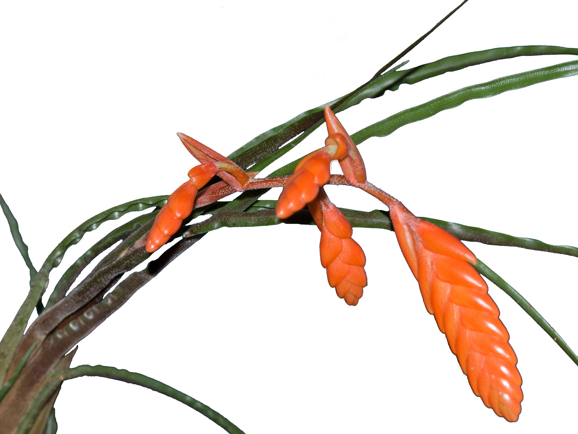 Racinaea steyermarkii