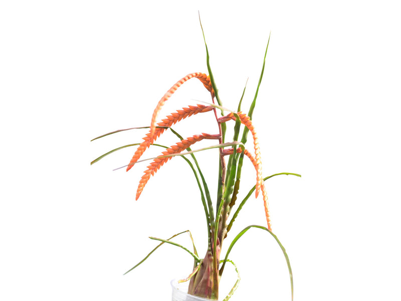 Racinaea steyermarkii