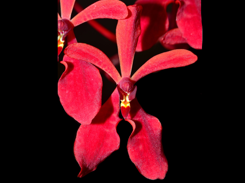 Renanthera philippinensis