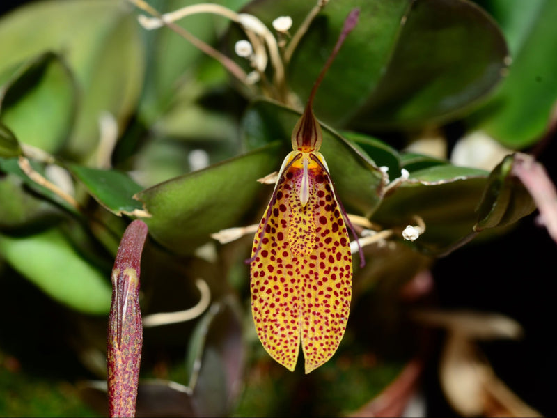 Restrepia antennifera 002263 x self 'Brenda'