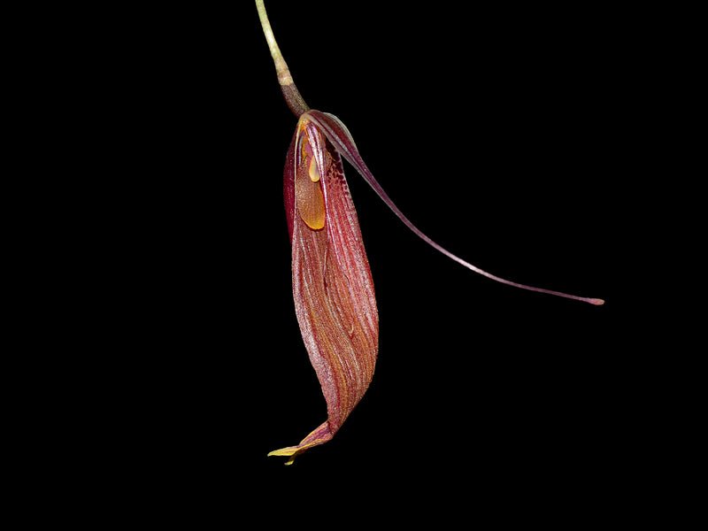 Restrepia antennifera
