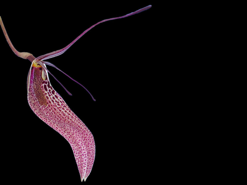 Restrepia antennifera
