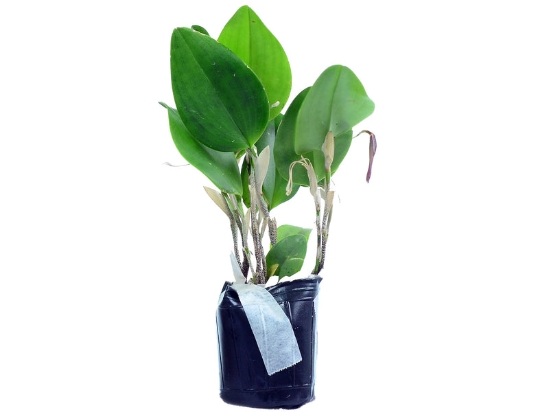 Restrepia antennifera