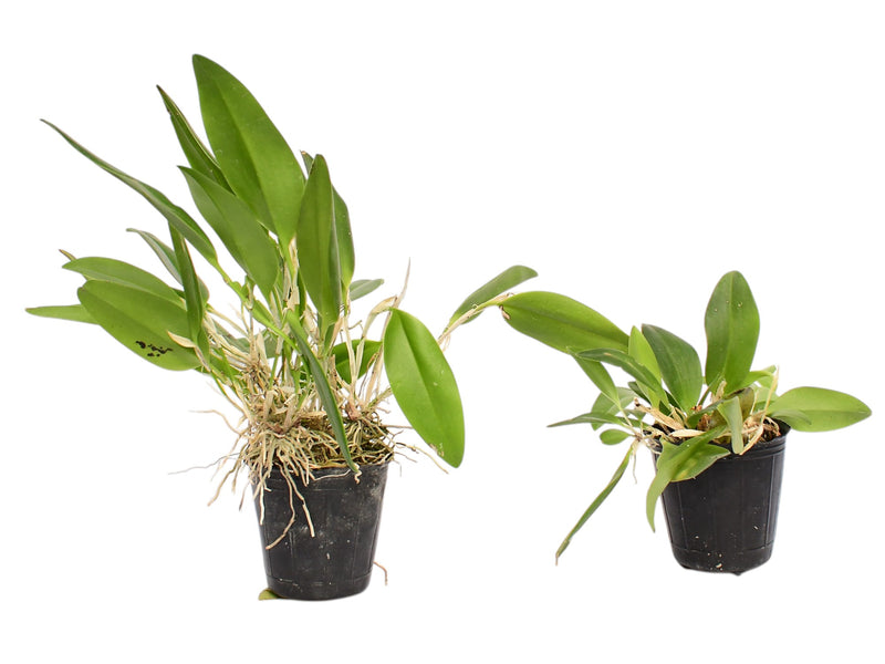 Restrepia antennifera var 'Lynniana' (Big)