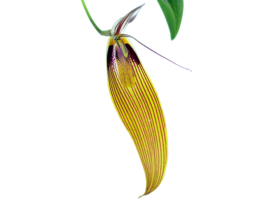 Restrepia antennifera var 'Lynniana'