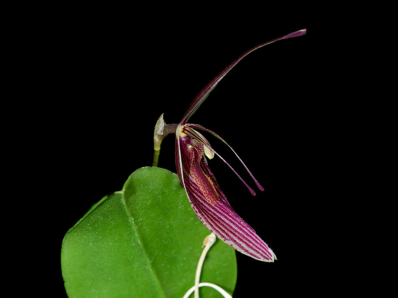 Restrepia aristulifera