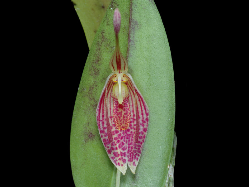 Restrepia aristulifera