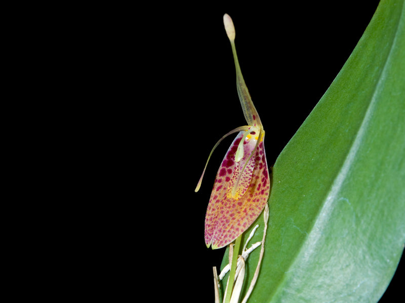Restrepia aristulifera
