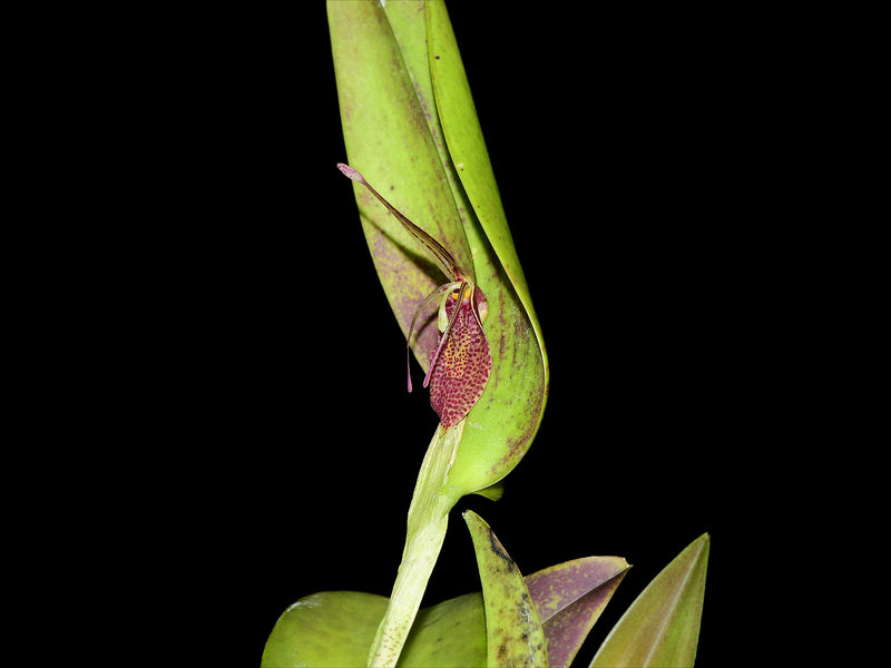 Restrepia aristulifera