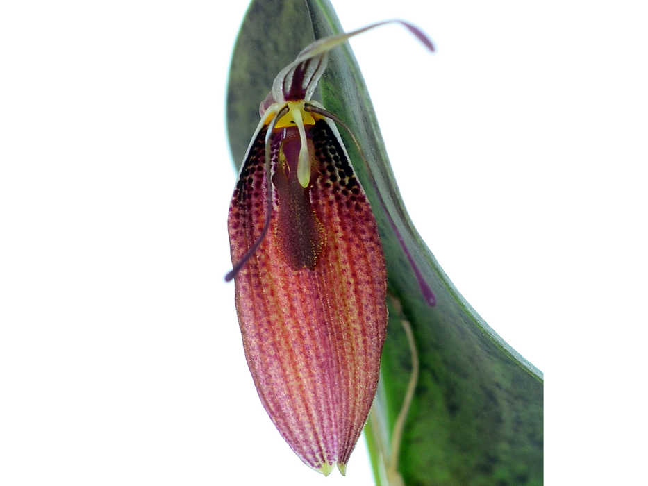 Restrepia aristulifera