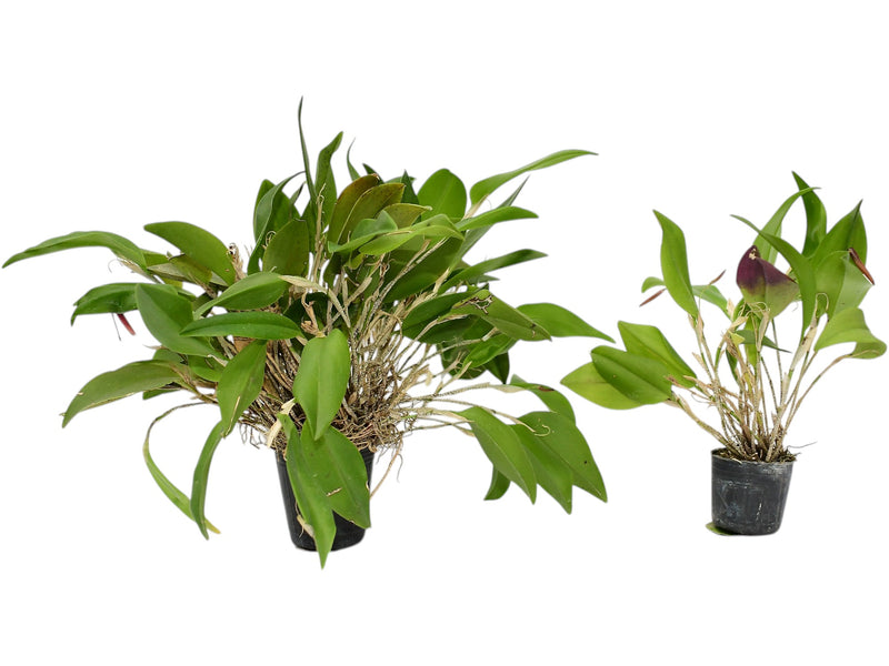 Restrepia aristulifera 'Ecuagenera' 003015 (Big)