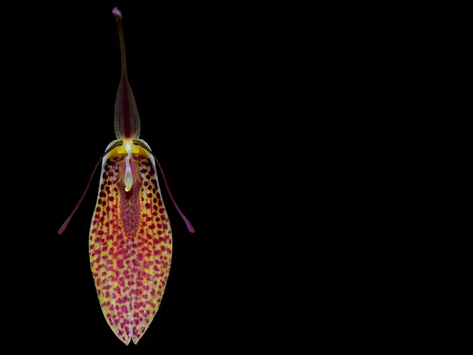 Restrepia aristulifera 'Ecuagenera' 003015