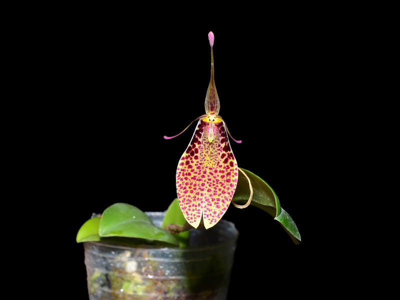 Restrepia aristulifera