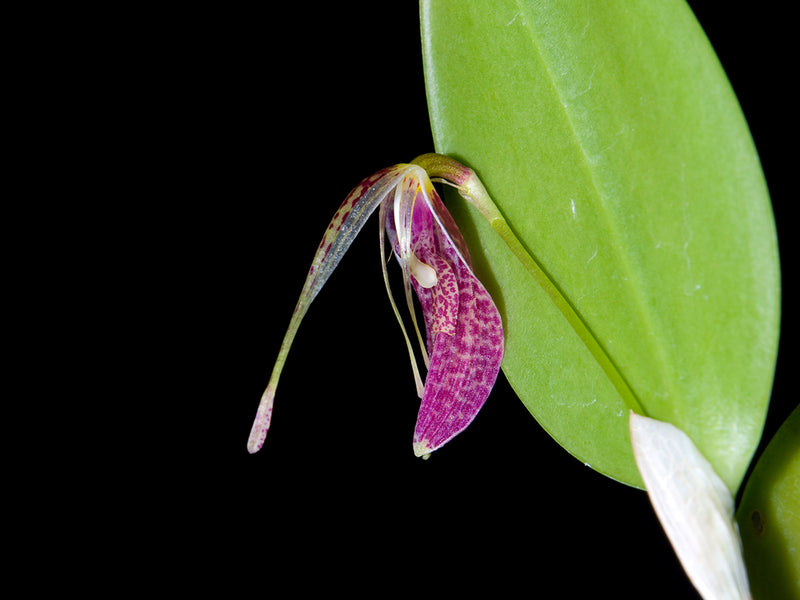 Restrepia aristulifera