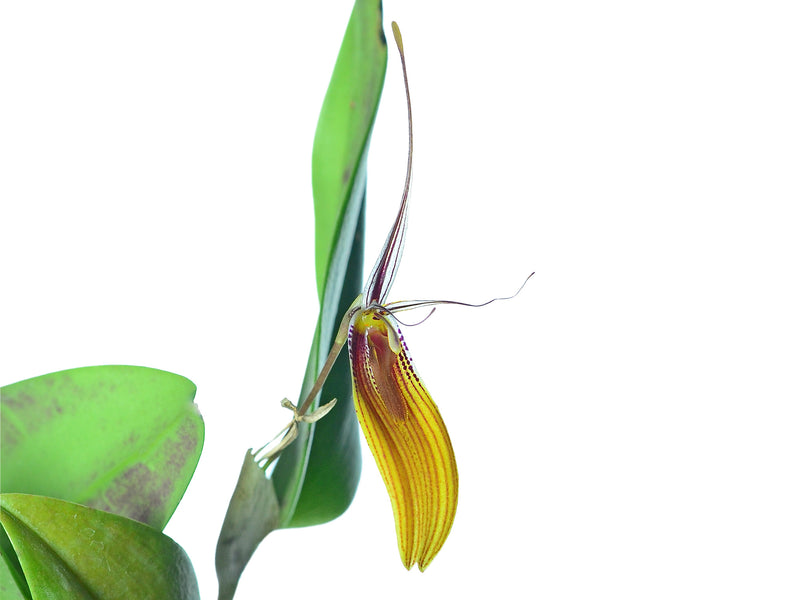 Restrepia brachypus