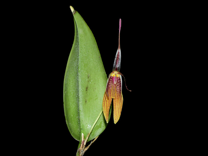 Restrepia brachypus