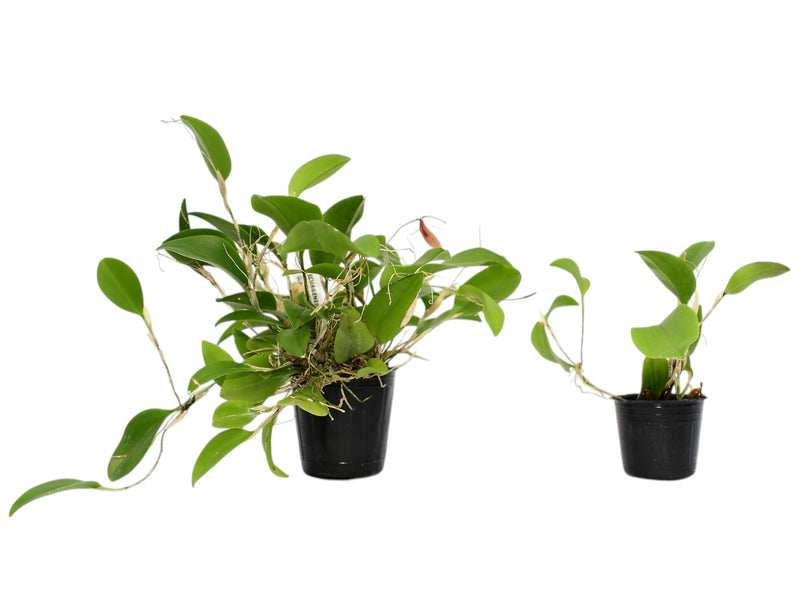 Restrepia brachypus #4 (Big)