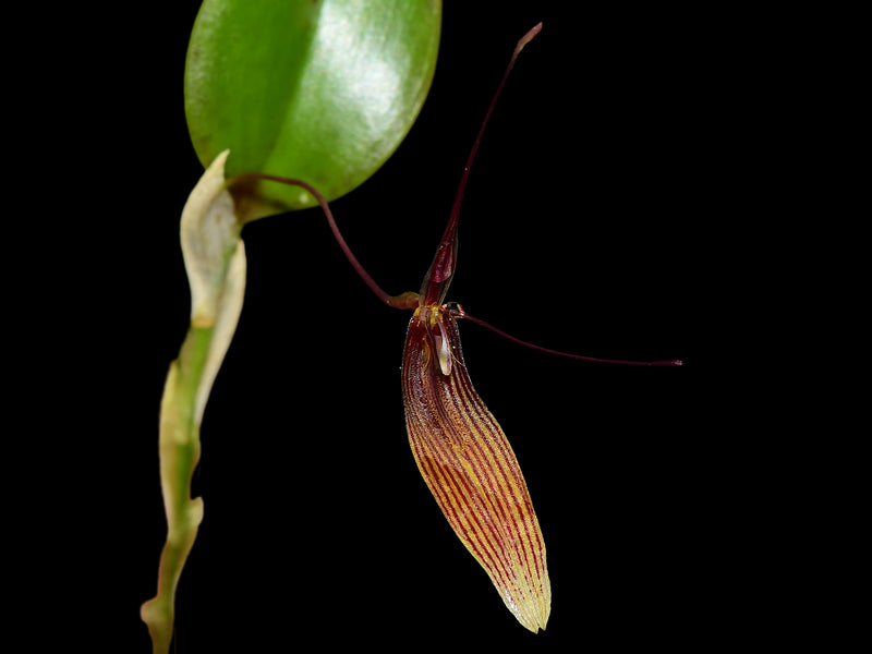 Restrepia brachypus #4