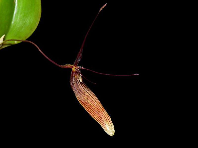 Restrepia brachypus #4