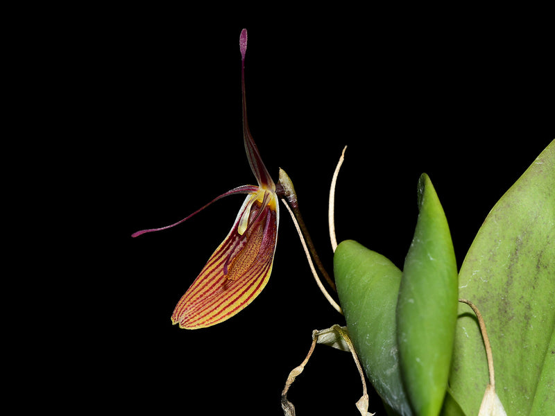 Restrepia brachypus