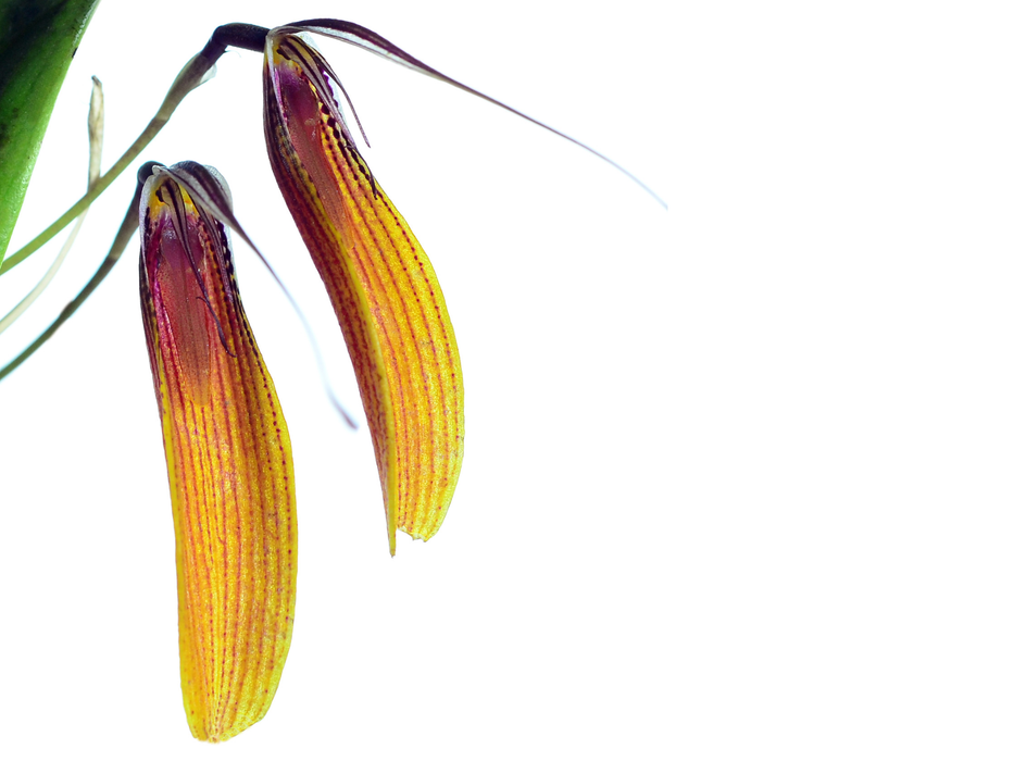 Restrepia brachypus width