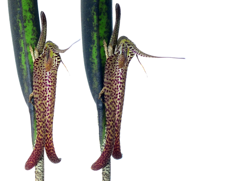 Restrepia chocoensis
