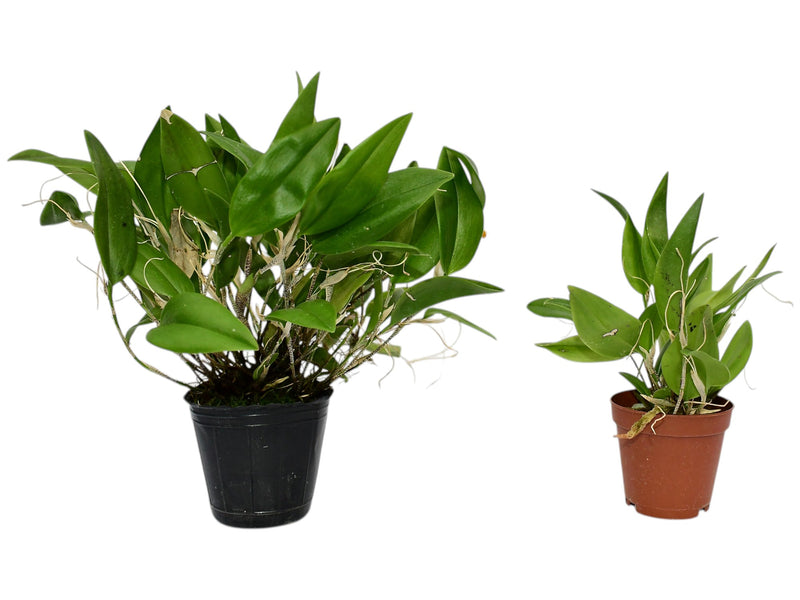 Restrepia citrina #2 (Big)