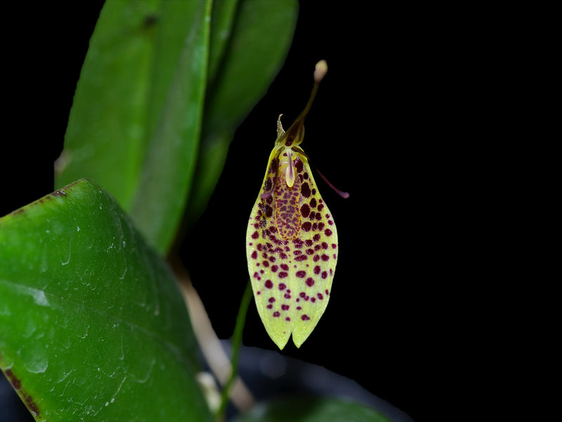 Restrepia citrina #1
