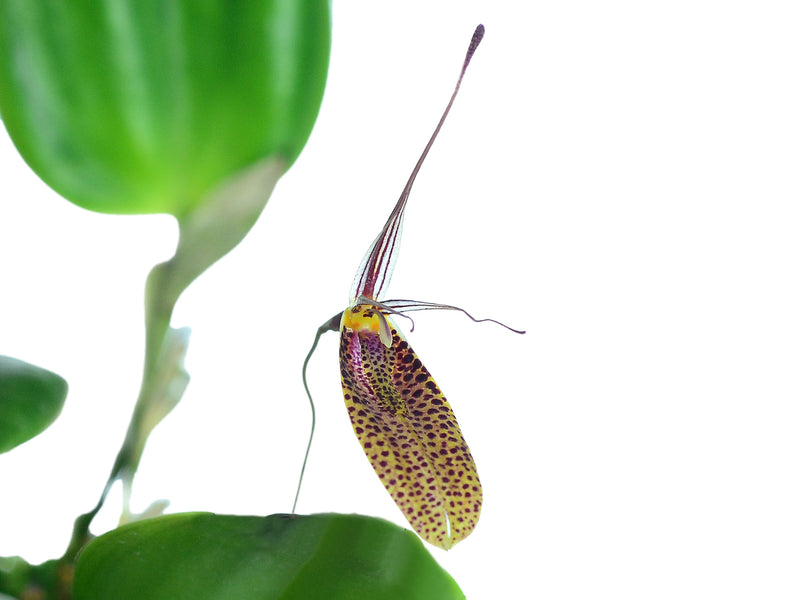 Restrepia citrina #1