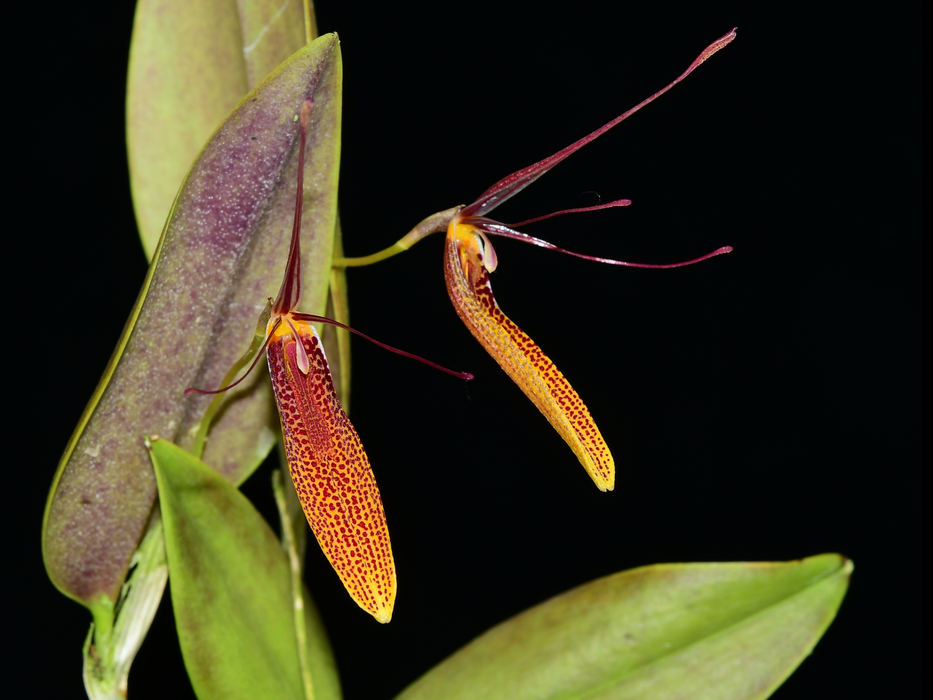 Restrepia citrina #2