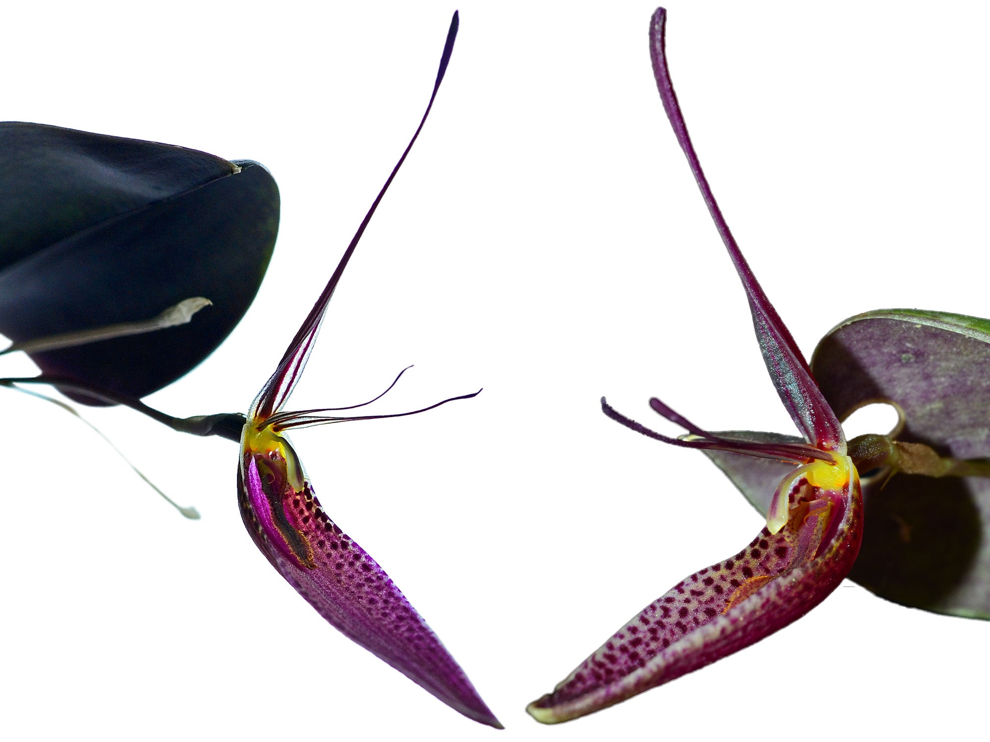 Restrepia condorensis