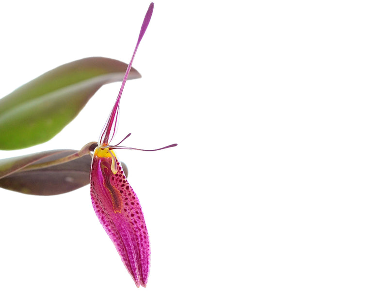 Restrepia condorensis