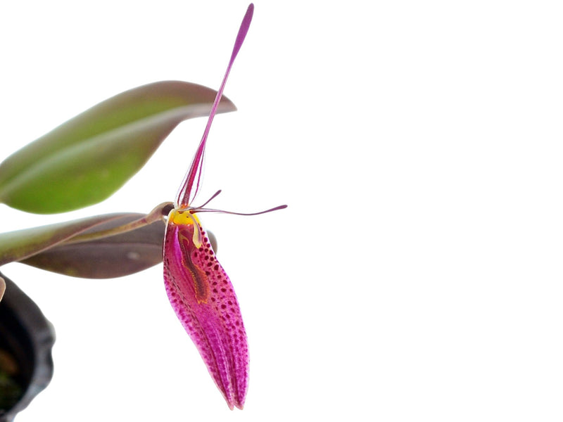 Restrepia condorensis #1