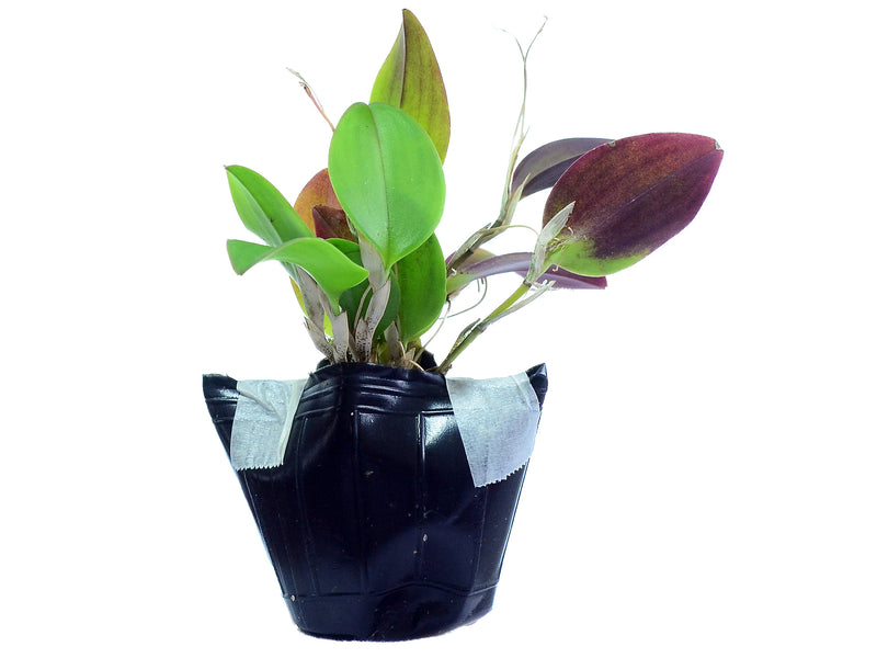 Restrepia condorensis