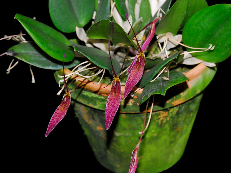 Restrepia condorensis
