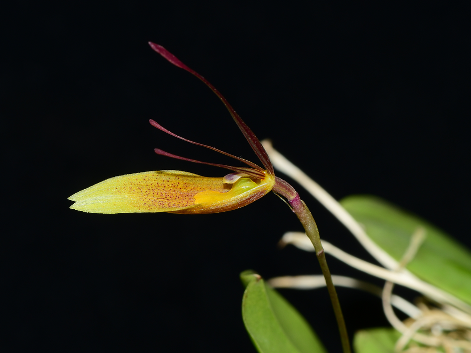 Restrepia contorta light