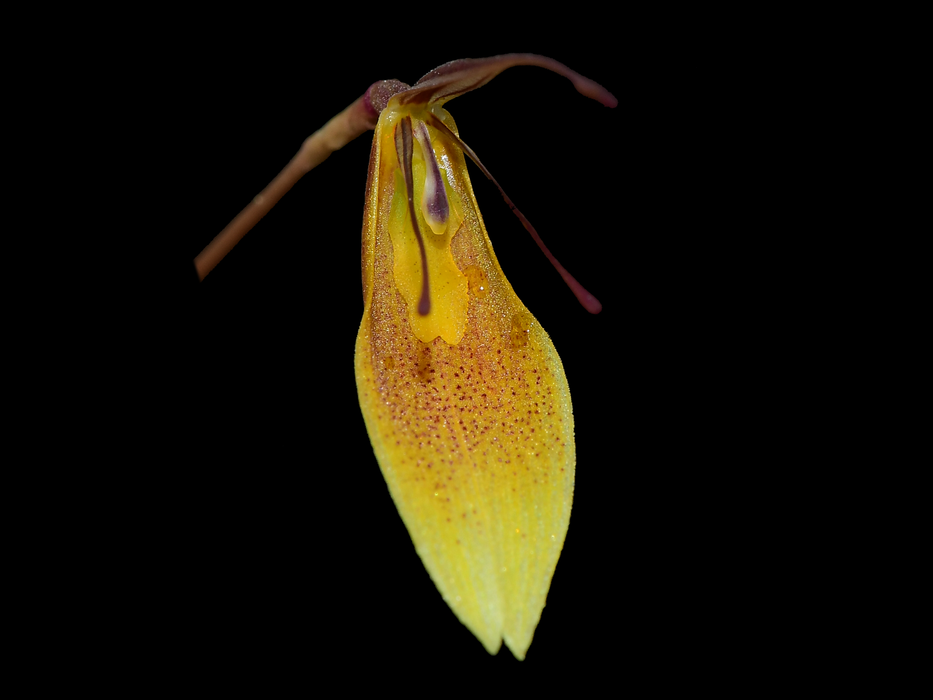 Restrepia contorta light