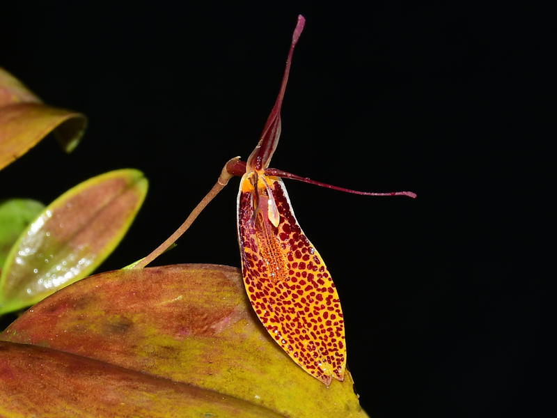 Restrepia contorta orange