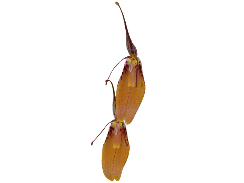 Restrepia cuprea 1