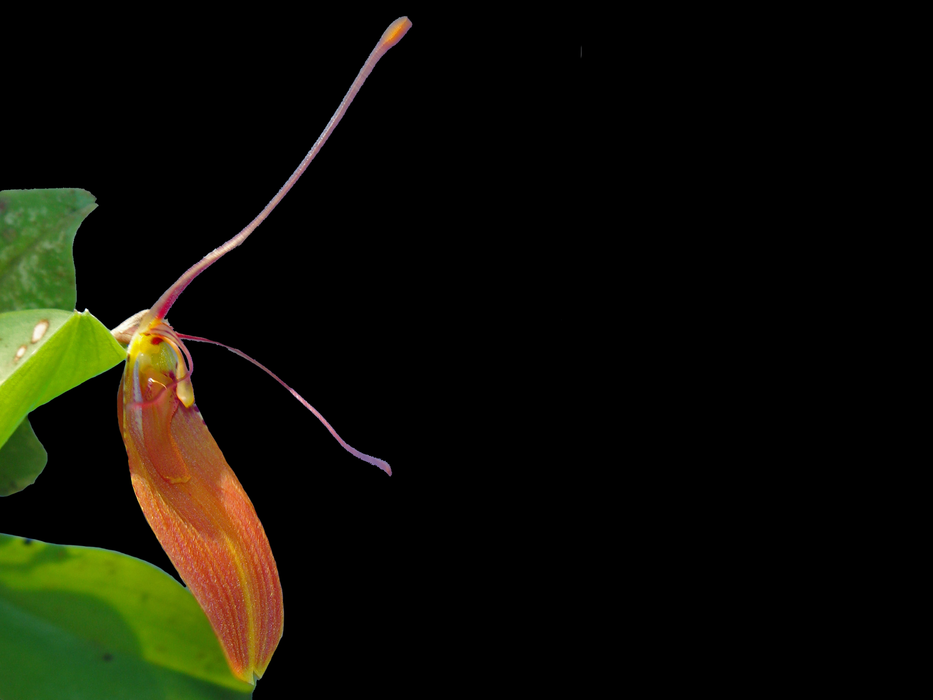 Restrepia cuprea