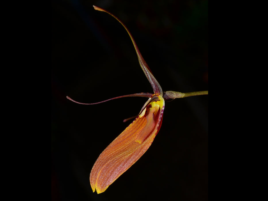 Restrepia cuprea ancha