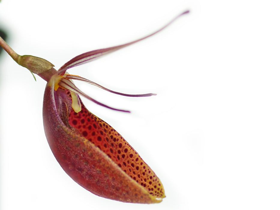 Restrepia cymbula