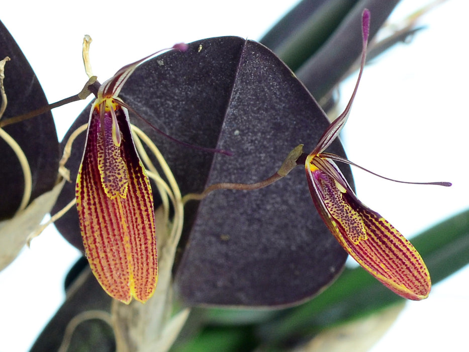 Restrepia elegans