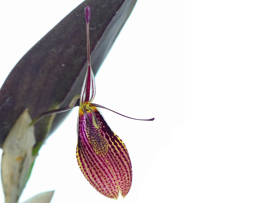 Restrepia elegans red