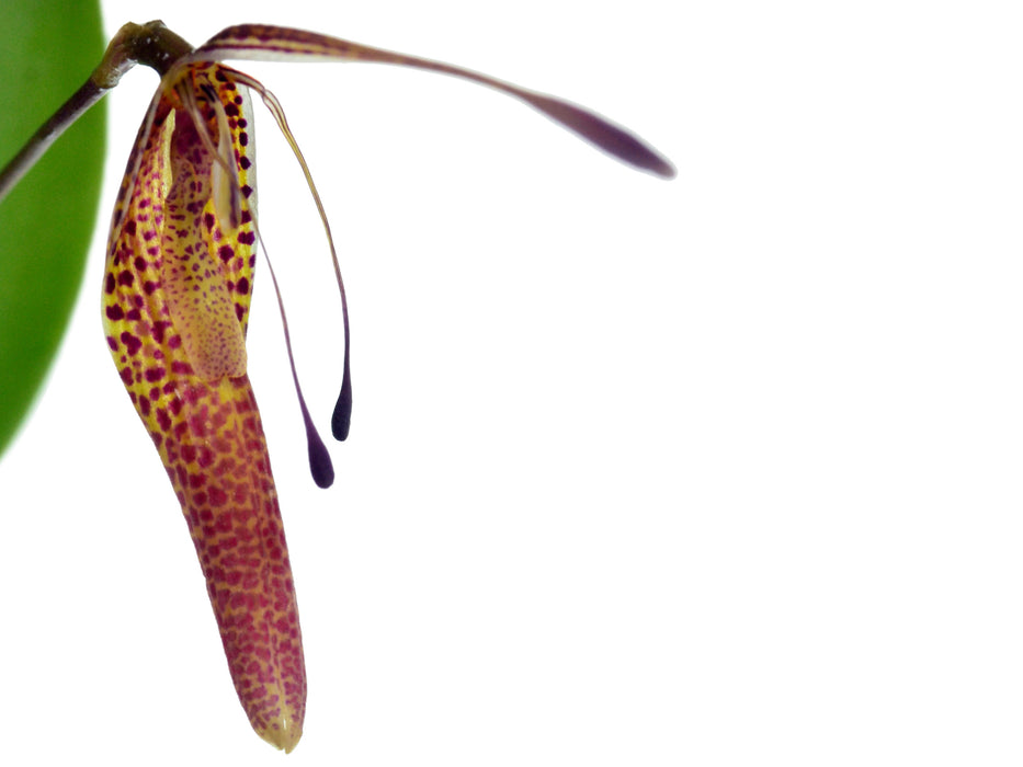 Restrepia ephippium