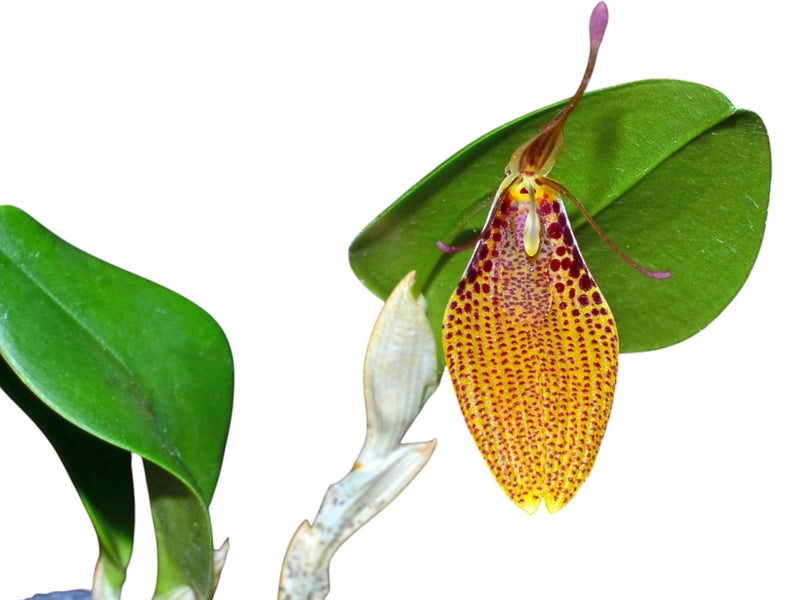 Restrepia escobariana # 006