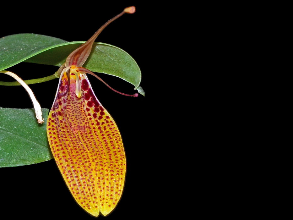 Restrepia escobariana